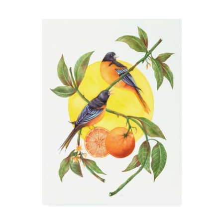 Deborah Kopka 'Oranges And Orioles' Canvas Art,18x24